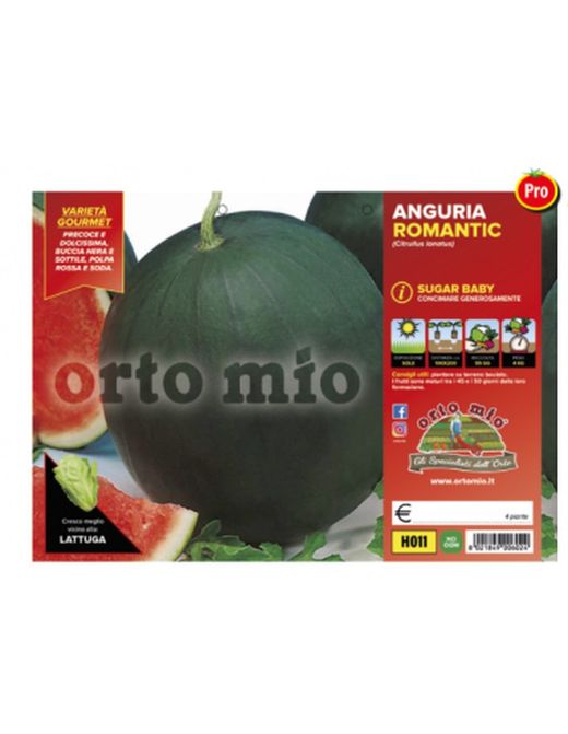 Sandía Sugar Baby Bingo 4 Plantas en Pack