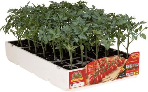 Plantio Tomate Cherry Adatilado Bombardino