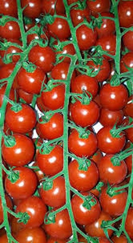 Tomate Pachino Bingo 6 Plantas en Pack
