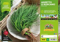 Salsola Soda 6 Plantas en Pack