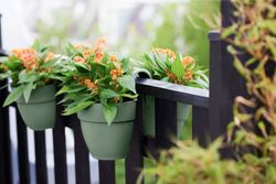 Jardinera campana flower twin 21cm Elho®