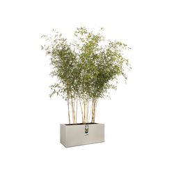 Jardinera Vivo mata finish long wheels 90cm Elho®