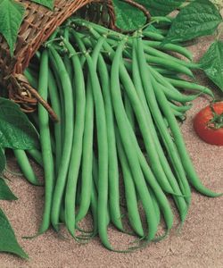 Judía Mata Trepadora 12 Plantas en Pack