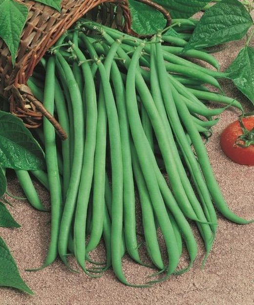 Judía Mata Trepadora 12 Plantas en Pack