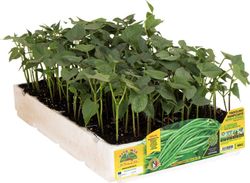 Judía Mata Trepadora 12 Plantas en Pack