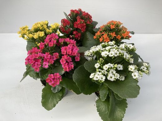 Kalanchoe color mix c-11 / 25cm altura