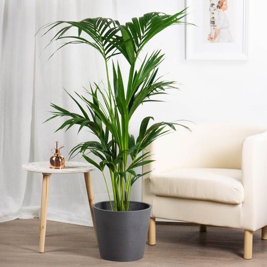 Kentia Howea Forsteriana c-24