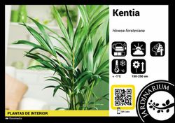 Kentia (Howea Fosteriana) C-18/30cm