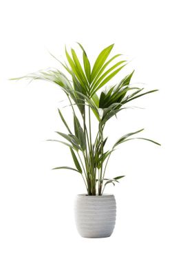 Kentia (Howea Fosteriana) C-18/30cm