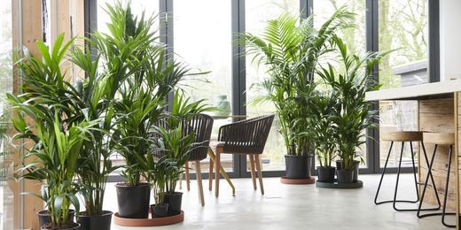 Kentia (Howea Fosteriana) C-18/30cm