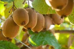 KIWI HEMBRA (HAYWARD) Actinidia deliciosa 4/6 C-19