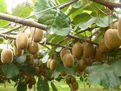 KIWI HEMBRA (HAYWARD) Actinidia deliciosa C- 3 LT 170/180 ITALIA