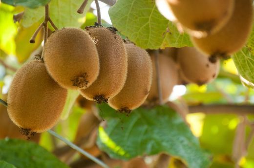 KIWI HEMBRA (HAYWARD) Actinidia deliciosa C- 3 LT 170/180 ITALIA
