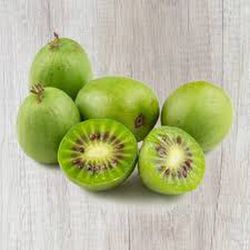 KIWI ISSAI Actinidia deliciosa 4/6 C-19