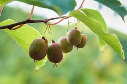 KIWI ISSAI Actinidia deliciosa 4/6 C-19