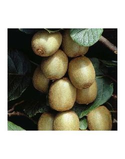 KIWI MACHO (TOMURI) Actinidia deliciosa 4/6 C-19