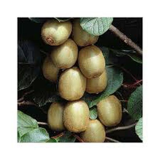 KIWI MACHO (TOMURI) Actinidia deliciosa 4/6 C-19