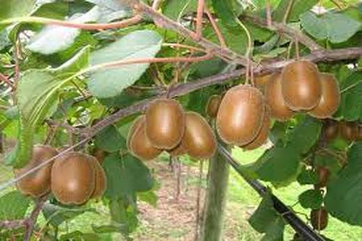 KIWI MACHO (TOMURI)  Actinidia deliciosa 6/8 C-25
