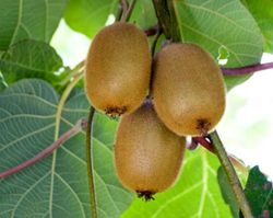 KIWI MACHO (  TOMURI  ) Actinidia deliciosa C- 3 LT 170/180 ITALIA