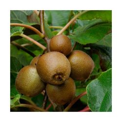 KIWI MINKIGOLD (HEMBRA) Actinidia deliciosa 4/6 C-19