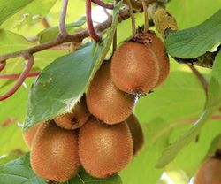 KIWI SOLO (AUTOFERTIL) Actinidia deliciosa 6/8 C-25