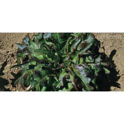 Lechuga Barba de Fraile Roja 9 Plantas en Pack