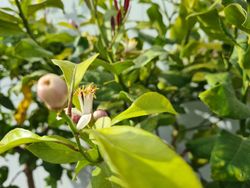 Limonero 4 Estaciones