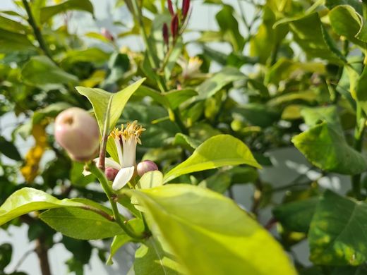 Limonero 4 Estaciones