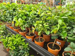 Limonero 4 Estaciones