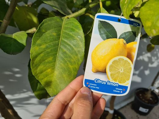 Limonero 4 Estaciones