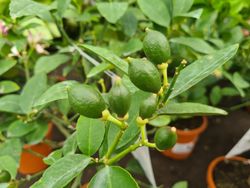 Limonero 4 Estaciones