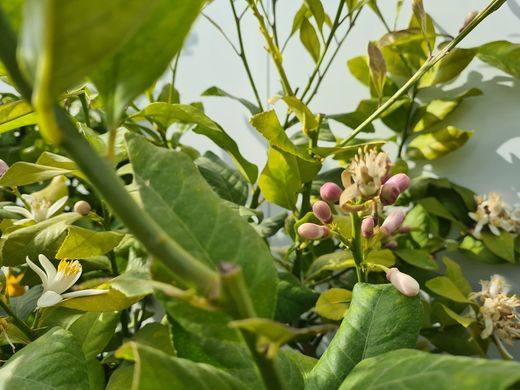 Limonero 4 Estaciones