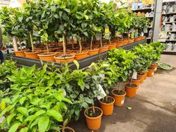 Limonero 4 Estaciones