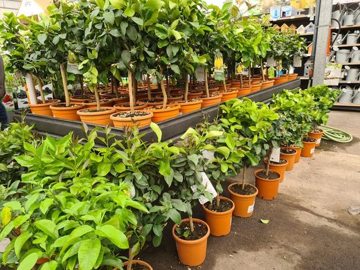 Limonero 4 Estaciones