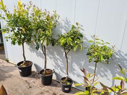 Limonero 4 Estaciones