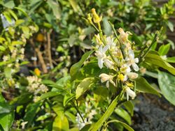 Limonero 4 Estaciones