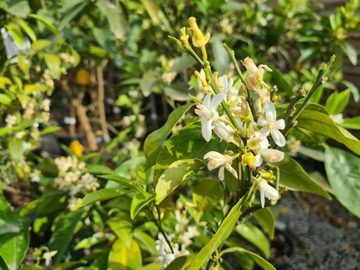 Limonero 4 Estaciones