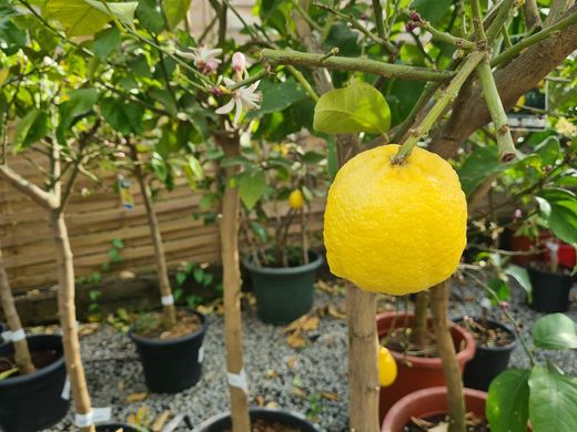 Limonero 4 Estaciones