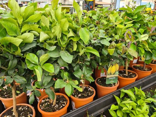 Limonero 4 Estaciones