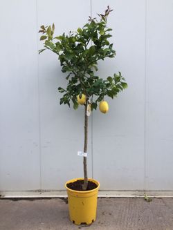 LIMONERO C-25 CON FRUTO