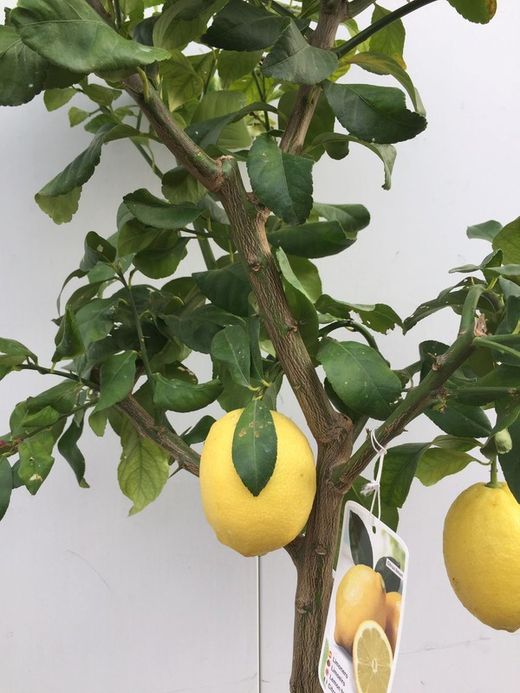 LIMONERO C-25 CON FRUTO