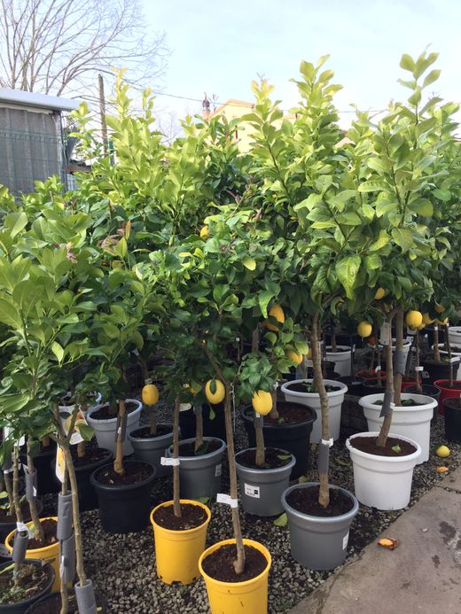 LIMONERO C-25 CON FRUTO