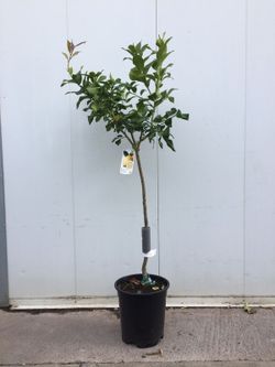 LIMONERO C-25 EXTRAS