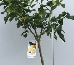 LIMONERO C-25 EXTRAS