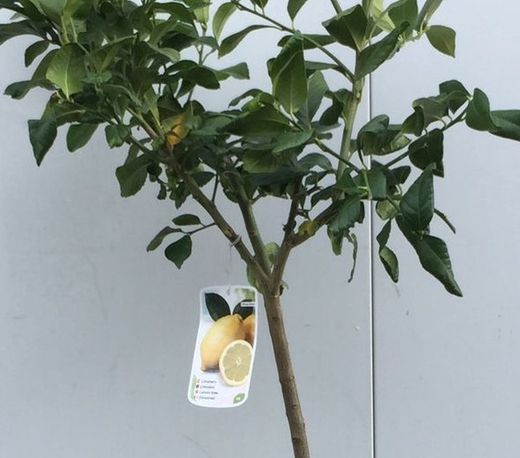 LIMONERO C-25 EXTRAS