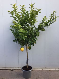 LIMONERO C-30 CON FRUTO