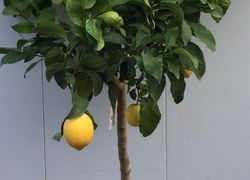 LIMONERO C-30 CON FRUTO