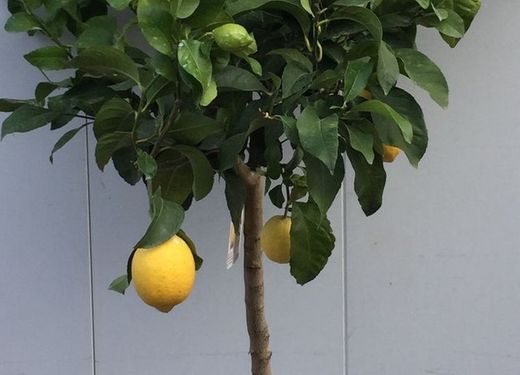 LIMONERO C-30 CON FRUTO