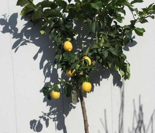 LIMONERO C-35 CON FRUTO