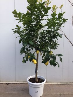 LIMONERO C-45 CON FRUTO